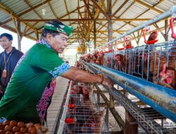Gubernur Panen Perdana Ayam Petelur, Perkuat Ketahanan Pangan dan Gizi Masyarakat