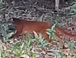 Dari Kebun Warga hingga Kamera Trap, Kucing Merah Tunjukkan Masih Bertahan di TNKM